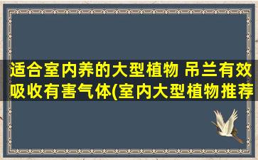 适合室内养的大型植物 吊兰有效吸收有害气体(室内大型植物推荐：吊兰实测有效吸收有害气体！)